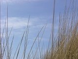 16 - Dune grass