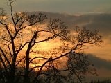 Winter sunset through tree