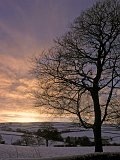 Tree silhouette