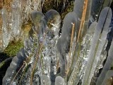 Frozen grass