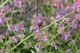 Botanical gardens - bee