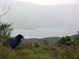 A takahe's view
