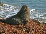Big seal