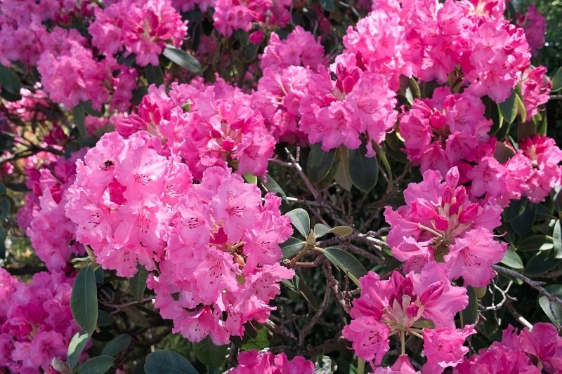 0927 - Karori garden flowers