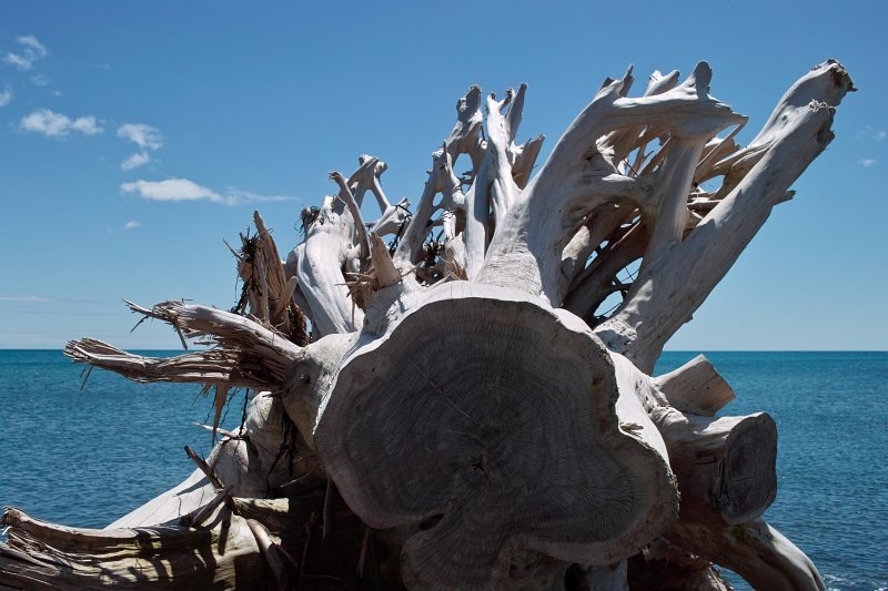 1169 - Ohariu Bay fallen tree