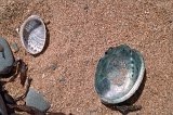 1634 - Bushy Beach shells