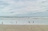 1686 - Waikouaiti Beach seagulls