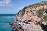 1754 - Cliff at Taiaroa Head