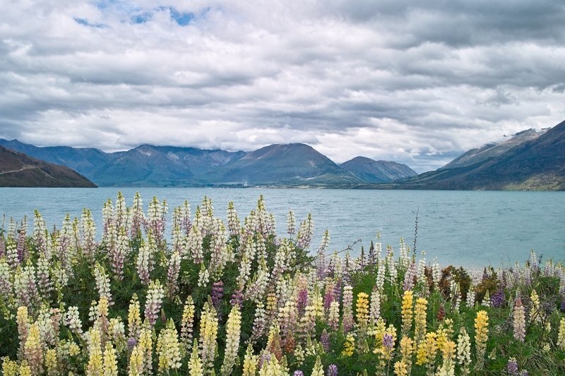 2164 - Lupins in a bay off the Glenorchy-Queenstown Road