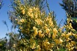 0952 - Johnson Hill gorse