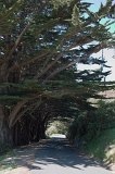 0985 - Karori Cemetary trees