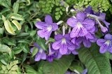 1007 - Botanical gardens (greenhouse)