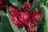 1028 - Botanical gardens (greenhouse)
