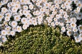 1057 - Botanical gardens (outside Rose Garden)