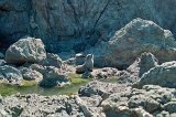 1287 - Seal colony near Cape Palliser