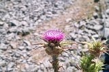 1387 - On the way to Turakirae Head (thistle)