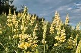 1570 - Woodend Beach lupins