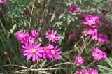 1572 - Woodend Beach flowers