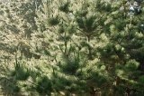1579 - Woodend Beach pines