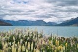 2164 - Lupins in a bay off the Glenorchy-Queenstown Road