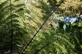 2497 - Ferns at Milford Sound