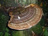 Fungus