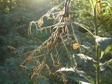 Sun on fern