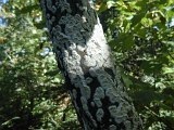 Trunk closeup