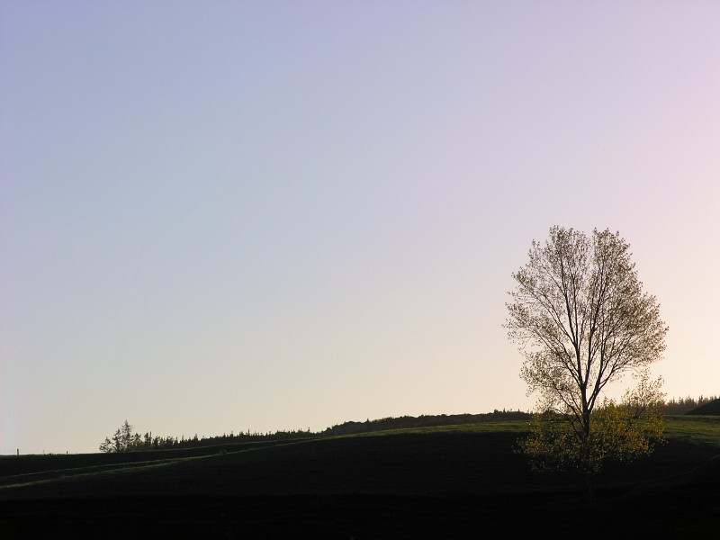 Field