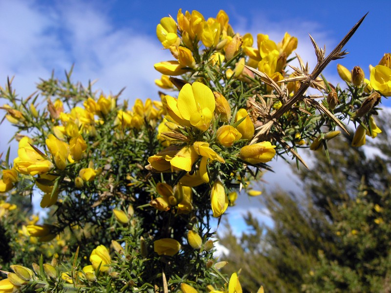 Gorse