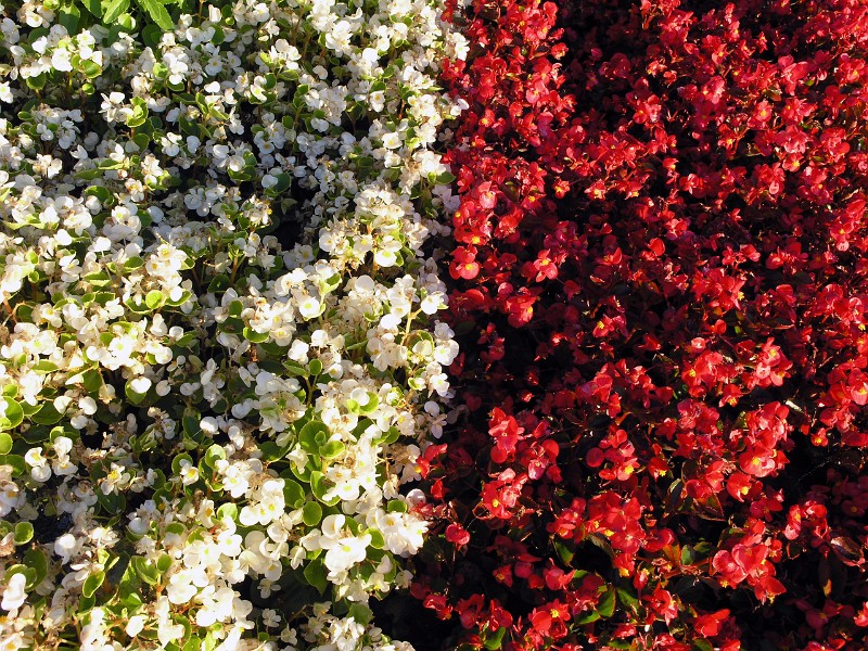 Red and white