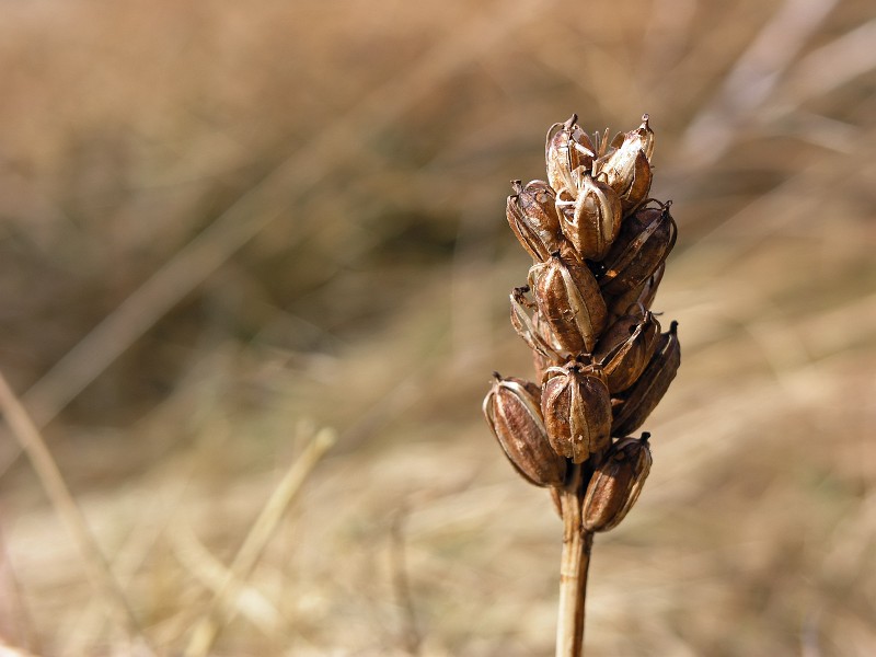 Seeds