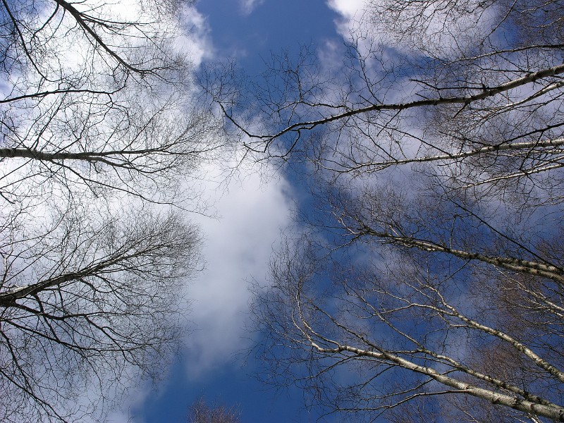 Skyward