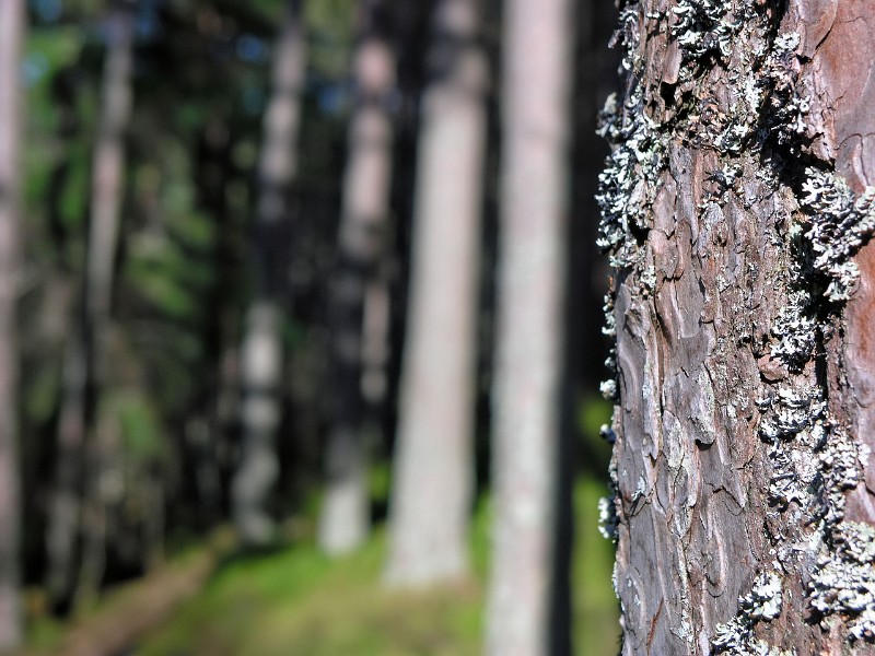 Trunk