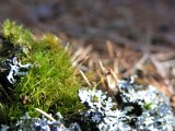 Moss and lichen