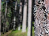 Trunk