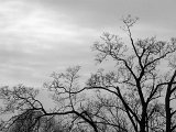 Stark tree against grey sky