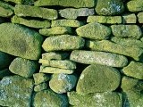 Lichen on stone wall