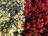 Day 3 - Red and white