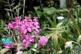 Random image