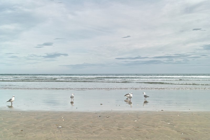 1686 - Waikouaiti Beach seagulls