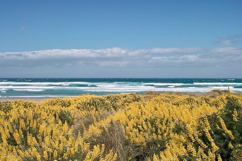 1723 - Extensive lupin bushes at Allans Beach