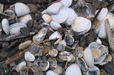 1805 - Shells by the Moeraki Boulders
