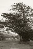 1838b - Tree at the Hawkesbury Lagoon Wildlife Refuge (monochrome)