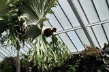 1020 - Botanical gardens (greenhouse)