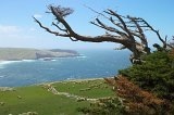 1721 - Tree overlooking Hooper's Inlet