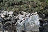 2421 - Hapy fur seals at Milford Sound