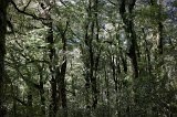 2582 - Trees on the walkway to The Chasm